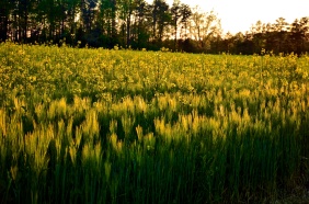 Fields of gold; Spotsylvania, Virginia